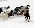 Herd atlar kar içinde çalışan